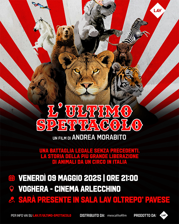 lav cinema voghera