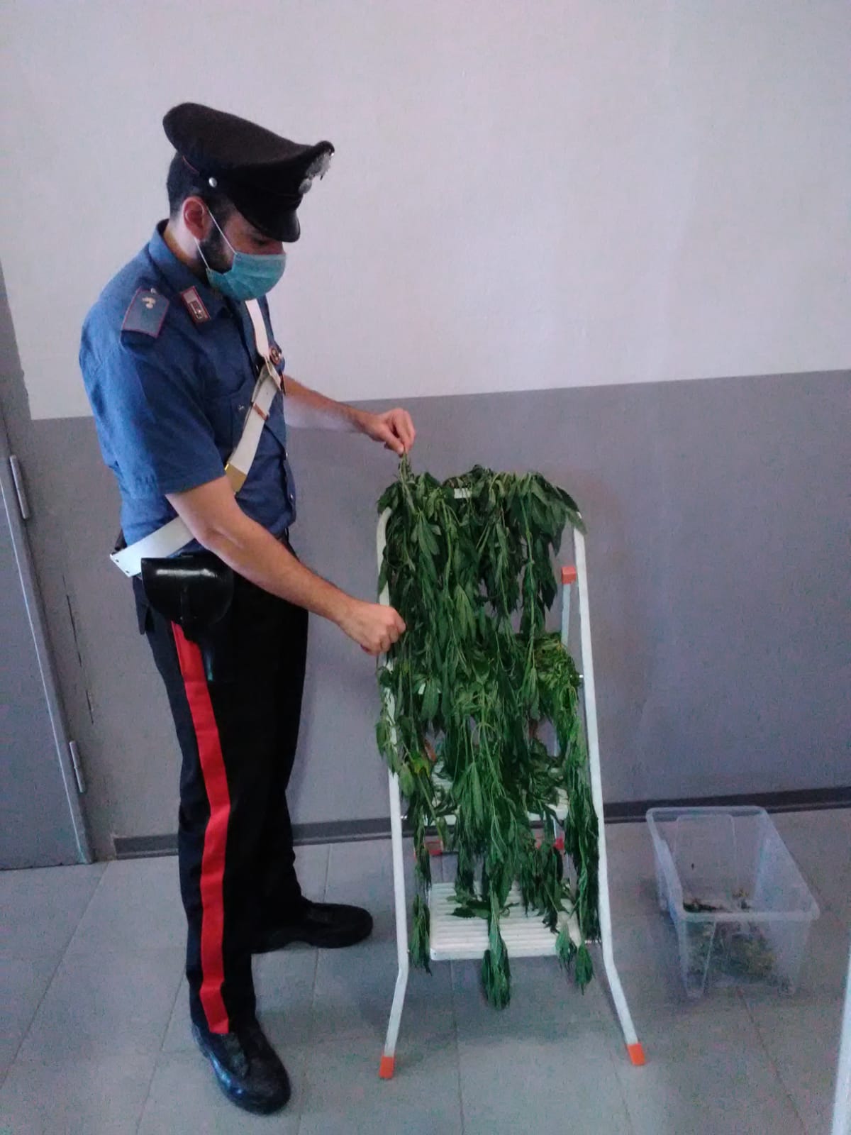 Voghera Carabinieri Di Voghera Arrestano Un Pensionato Coltivava Marijuana Nella Stanza Da Letto Voghera Sei Tu Notizie In Tempo Reale Da Voghera E Oltrepo